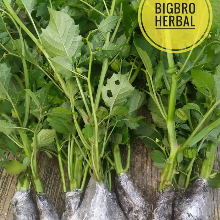 pohon ciplukan segar