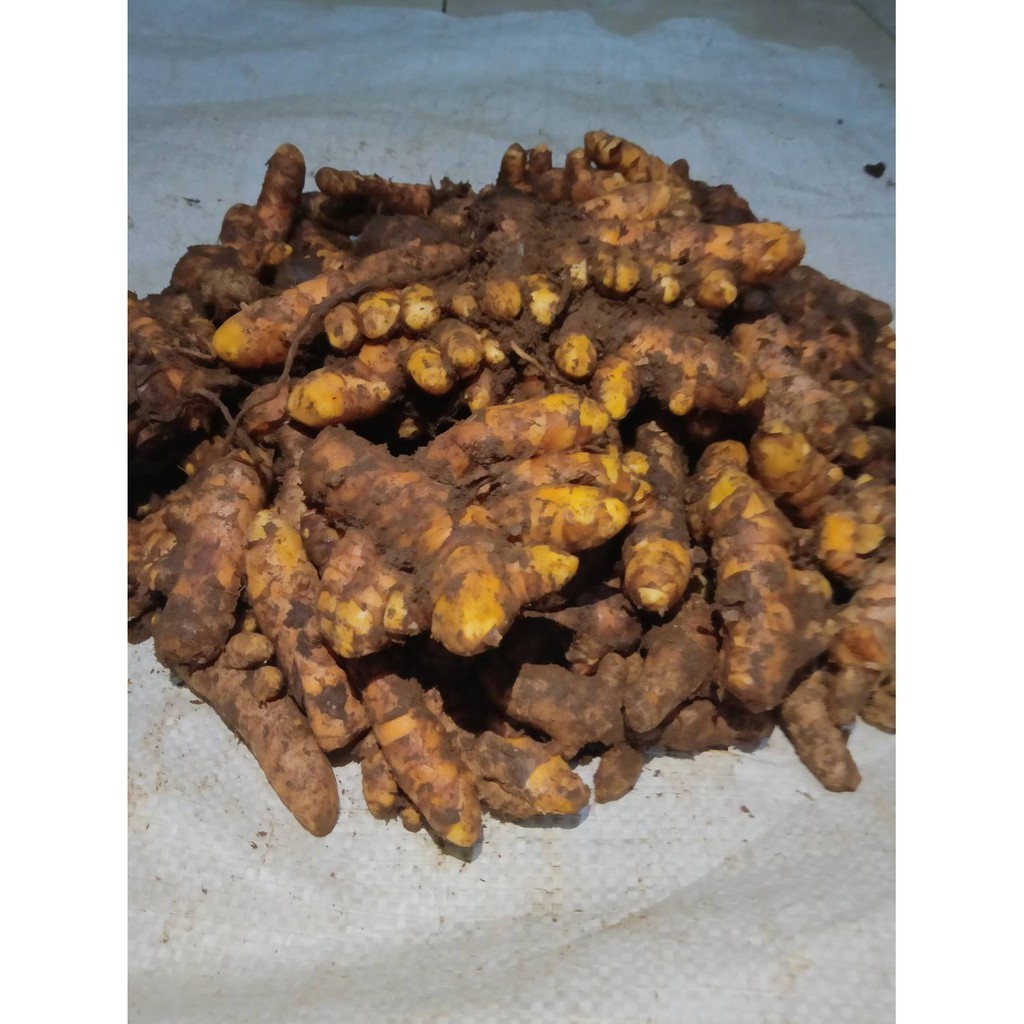 

Kunyit Segar SUPER 500g Murah Alami Tua [COD]