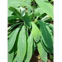 

Daun tempuyung segar peluluh kencing batu 1kg