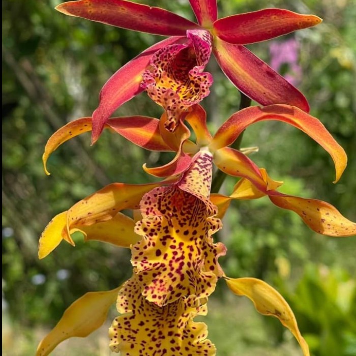 Anggrek Mcv Frances Fox - CATTLEYA Bumi Orchids Mericlone