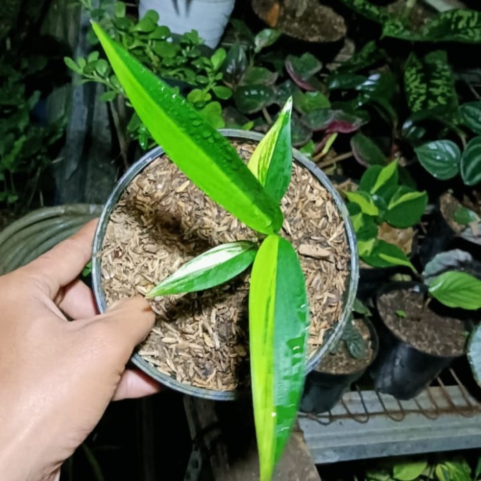 

tanaman hias epipremnum amplissimum varigata