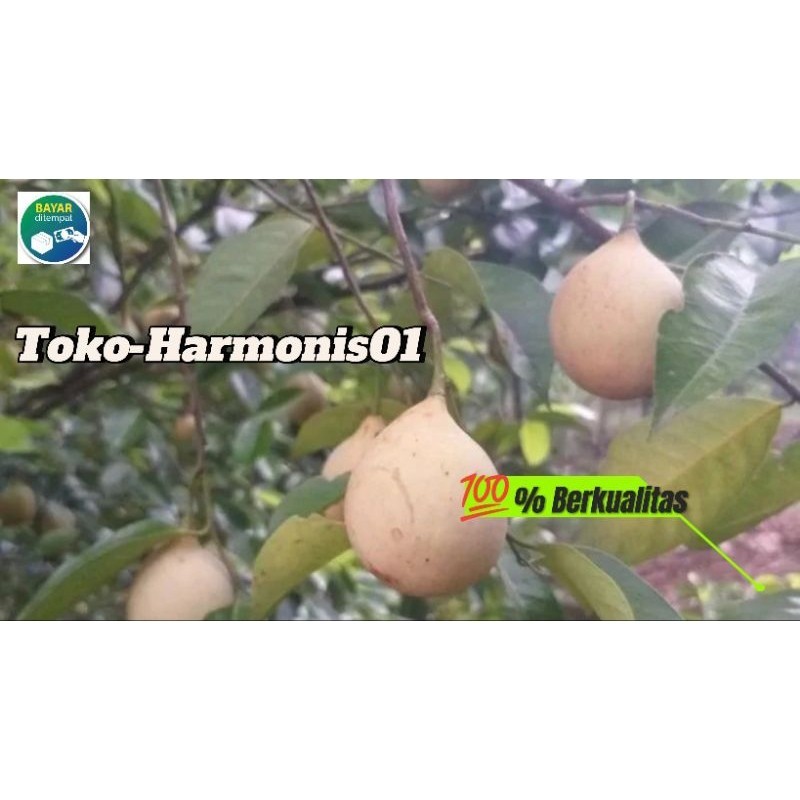 

BUAH PALA MUDA FRESSH 1KG DN