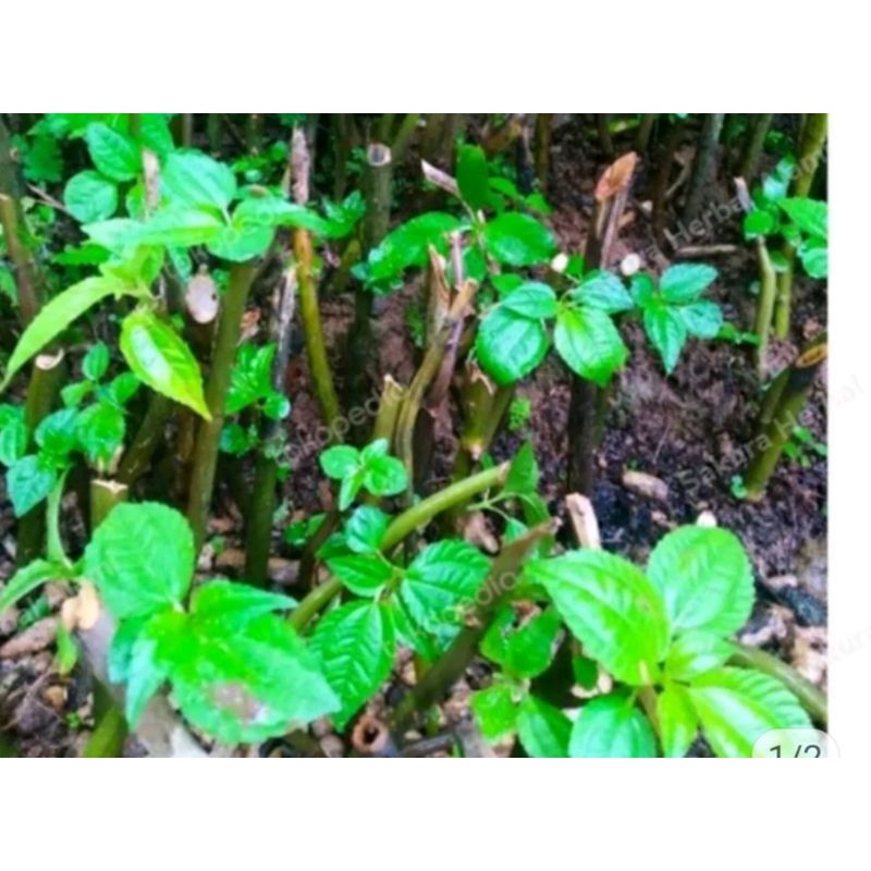 bibit pohpohan/ daun lalapan.