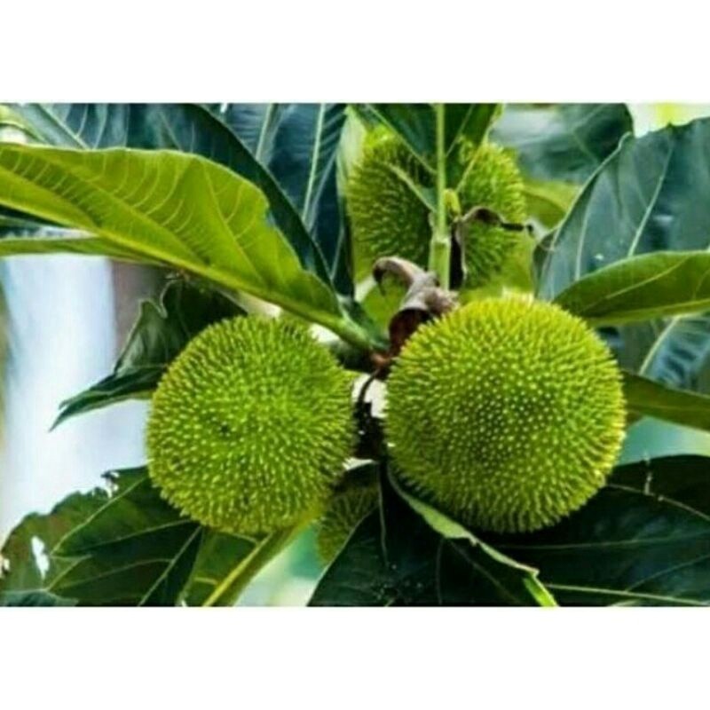 

bibit Sayuran segar, Buah Kluwih,Buah timbul, kluwih