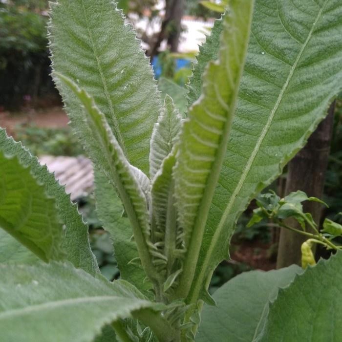 

daun sembung segar100 gram