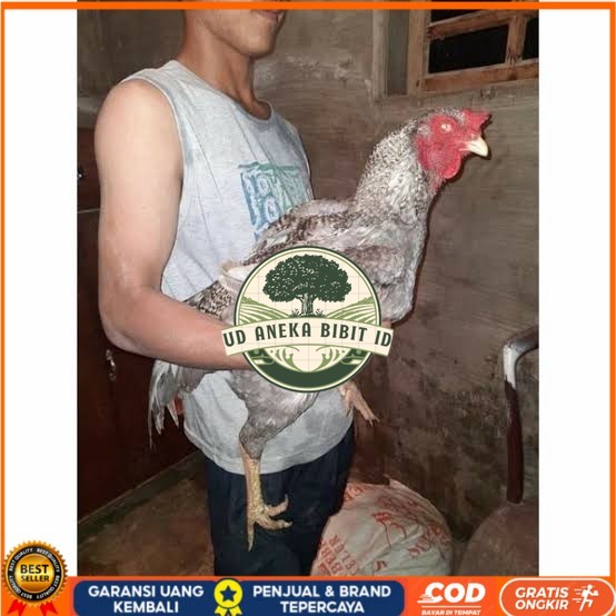 

Telur ayam gorila / gorilla jumbo siap ditetaskan UD ANEKA BIBIT ID