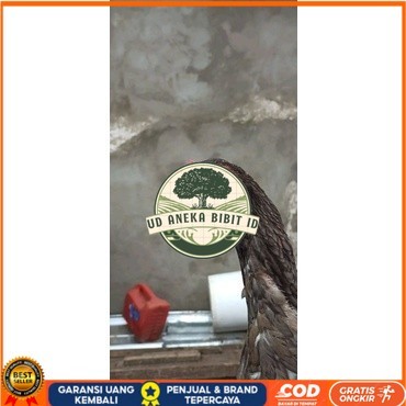 

Shamo Eropa Kelabu .Terlaris asli 100% UD ANEKA BIBIT ID