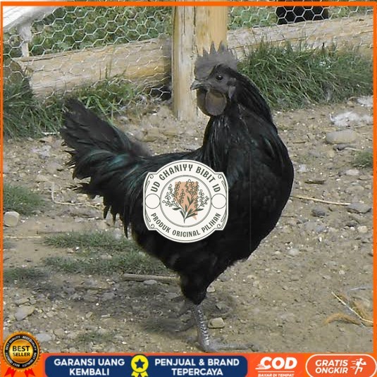 

Telur ayam hias cemani lidah hitam siap ditetaskan - ayam cemani UD GHANIYY BIBIT ID