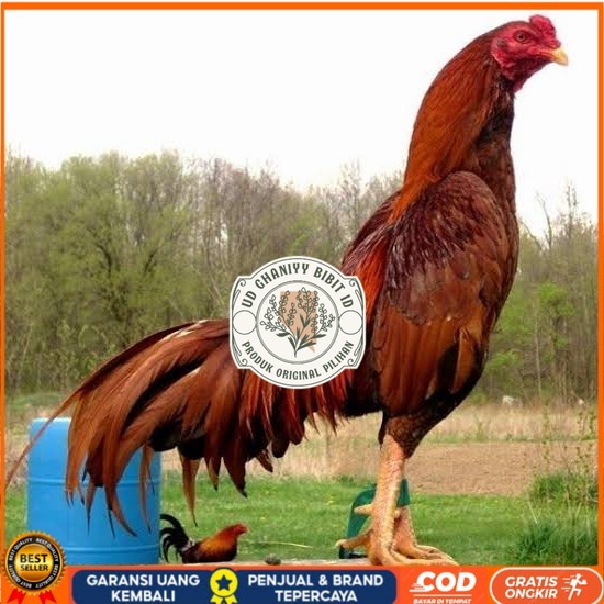 

Telur ayam bangkok super petarung aduan fertil untuk ditetaskan UD GHANIYY BIBIT ID