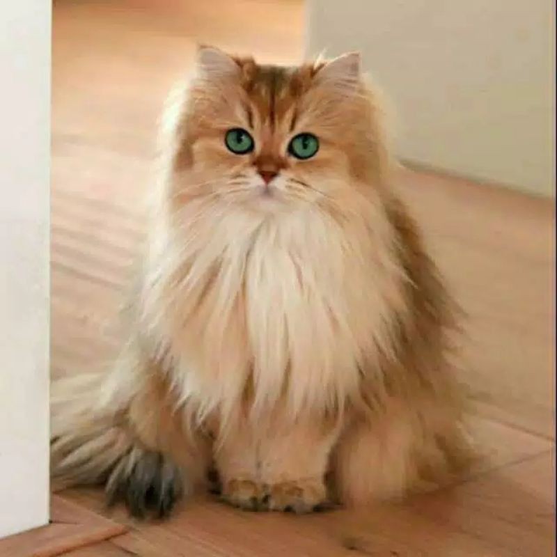 kucing anggora persia jantan dan betina