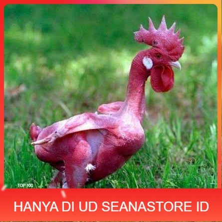 

Telur ayam tanpa bulu / ayam gundul siap ditetaskan - ayam tanpa bulu UD SEANASTORE ID