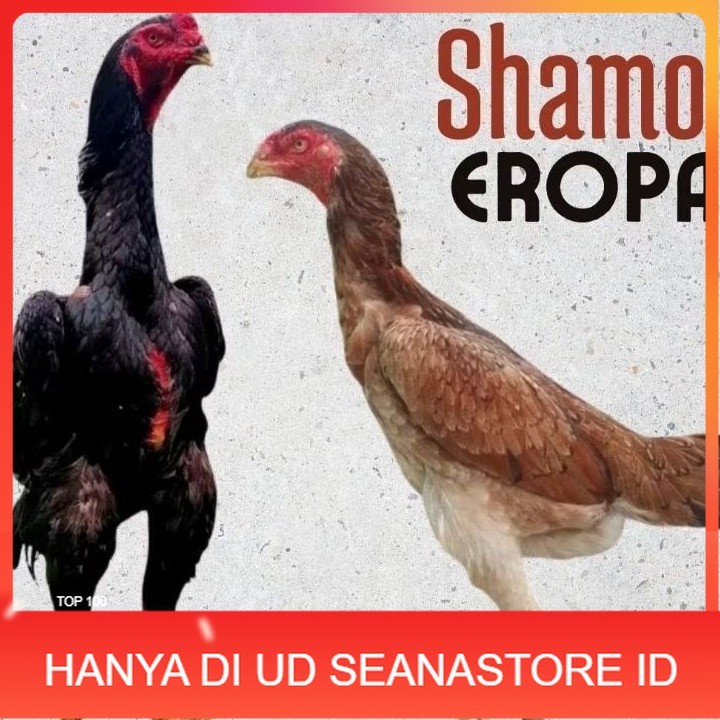 

telur ayam shamo eropa Ori petarung bisa untuk di tetaskan UD SEANASTORE ID