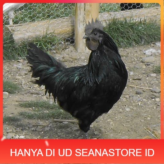 

Telur ayam hias cemani lidah hitam siap ditetaskan - ayam cemani UD SEANASTORE ID