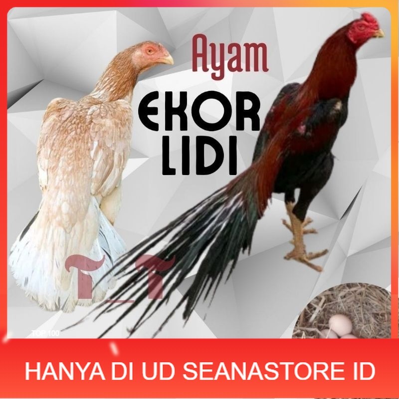 

Telur Fertil telur ayam ekor lidi asli original bisa untuk di tetaskan UD SEANASTORE ID