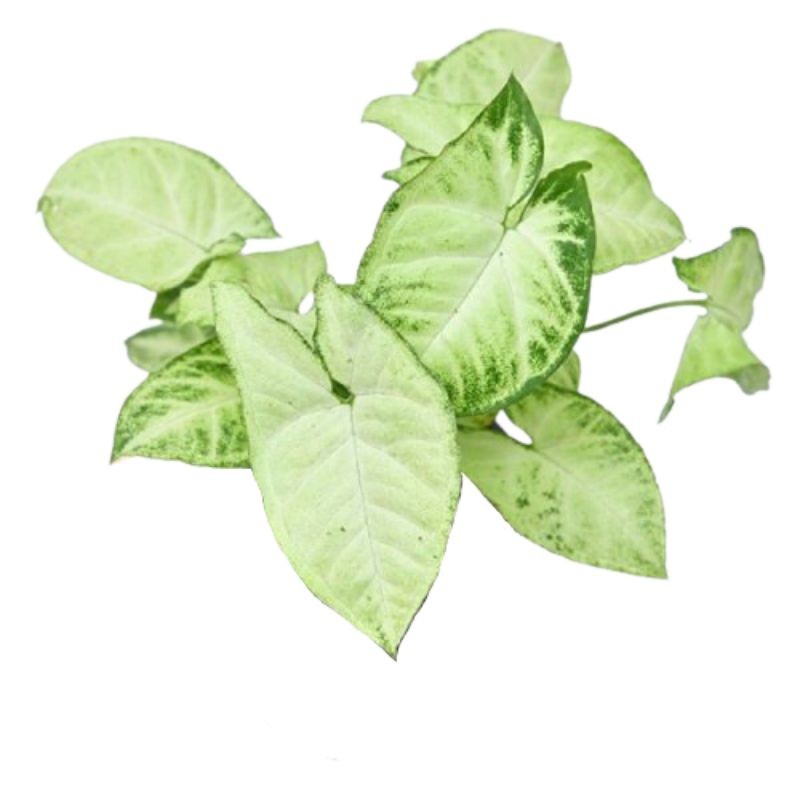 

Termurah Daun keladi tikus segar kemasan 100gram