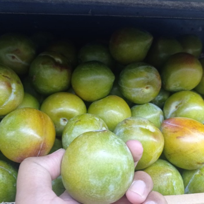 

Green plum sweet turtle | Buah plum hijau manis 1 kg