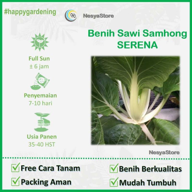 50 Biji Benih Sawi SAMHONG KING - Benih Sayur Sawi Samhong