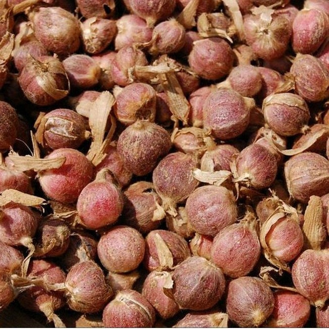 

KAPULAGA HIBRIDA BERSIH SIAP KIRIM READY(bersih)