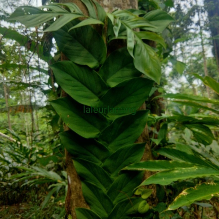 #monstera dolar rambat ekornaga