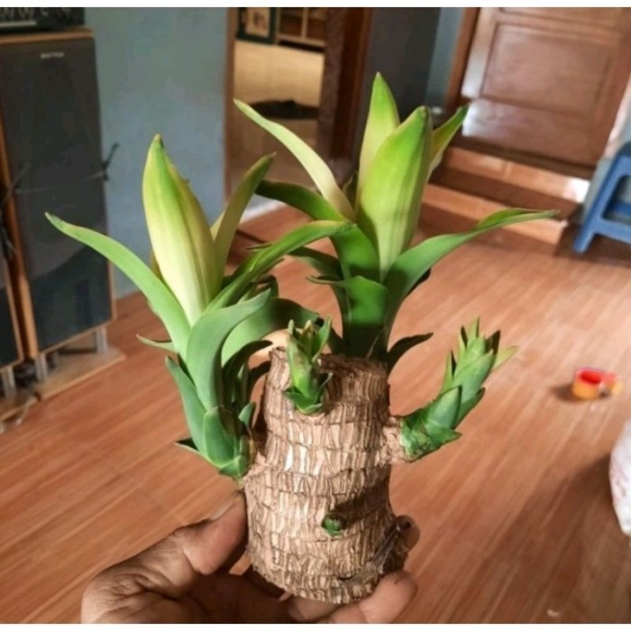 

Tanaman Hias Indor BONSAI HANJUANG HIJAU BRAZILIAN WOOD DIAMETER 7CM