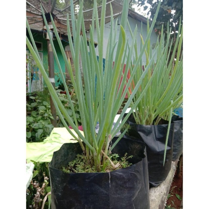

daun bawang sayur terbaik per pcs 1000 Lestari-Desaku