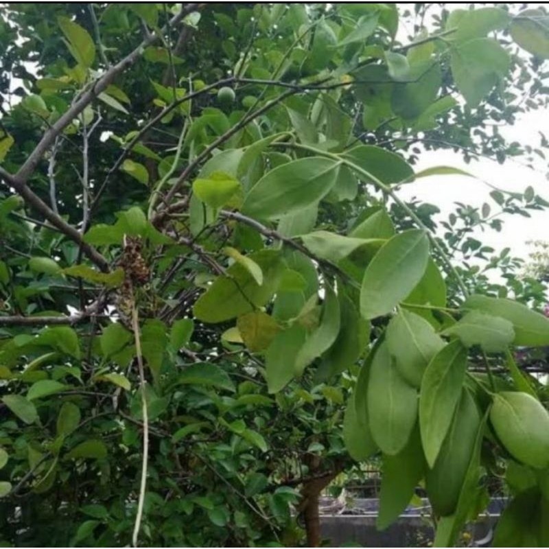 

Promo daun benalu segar 250 gram Batak
