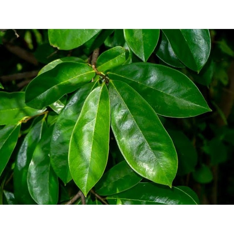 

Daun sirsak tua segar kemasan 1kg Alam Herbal 28