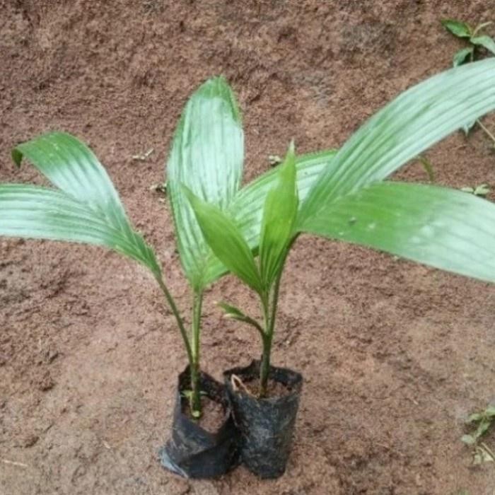 bibit pinang batara unggul