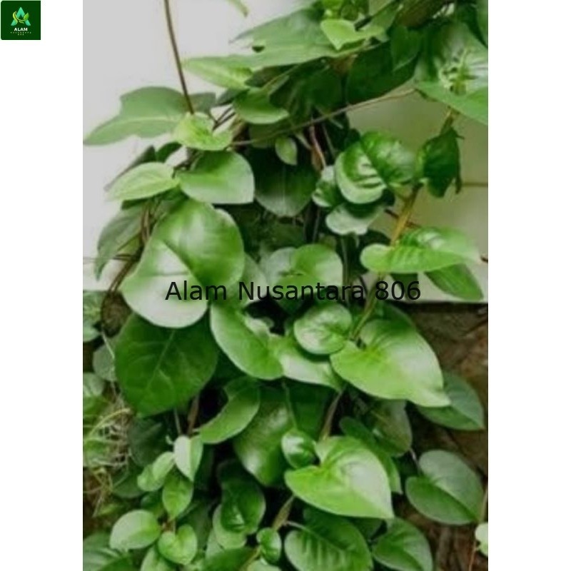 

Daun binahong hijau segar 100 lembar - Daun binahong segar fresh - AN