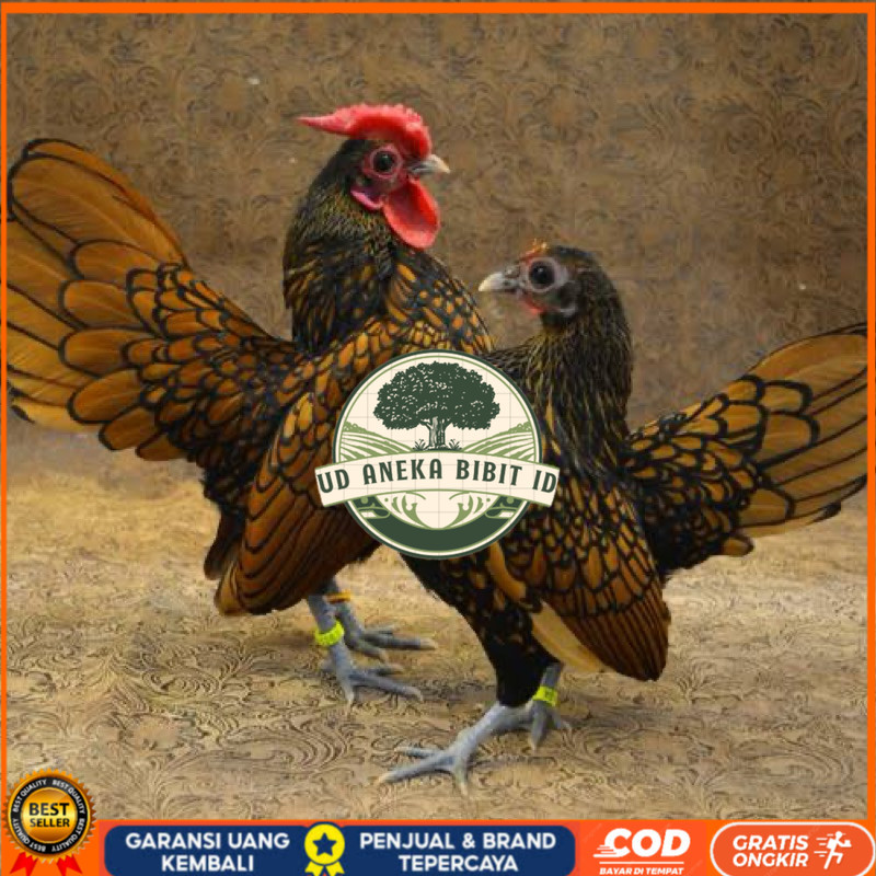 

TELUR FERTIL AYAM BATIK KANADA UNTUK DI TETASKAN UD ANEKA BIBIT ID