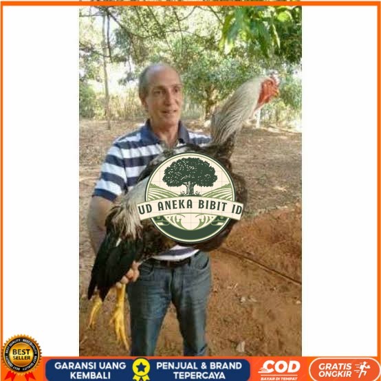 

Telur ayam gorila / gorilla jumbo fertil siap ditetaskan UD ANEKA BIBIT ID