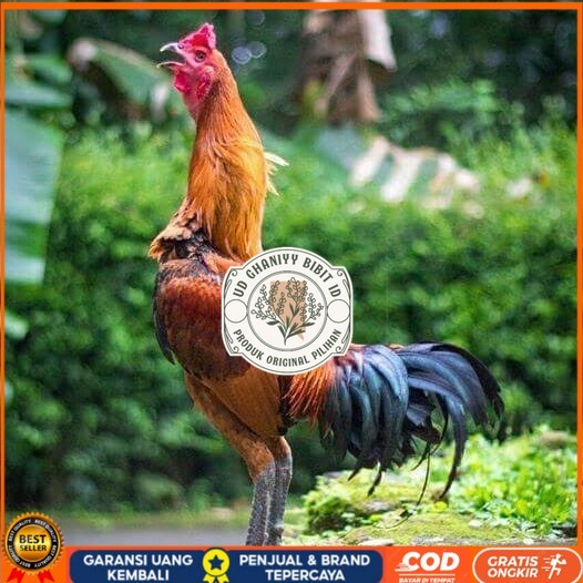 

Telur ayam bangkok pama mangon petarung fertil siap ditetaskan UD GHANIYY BIBIT ID