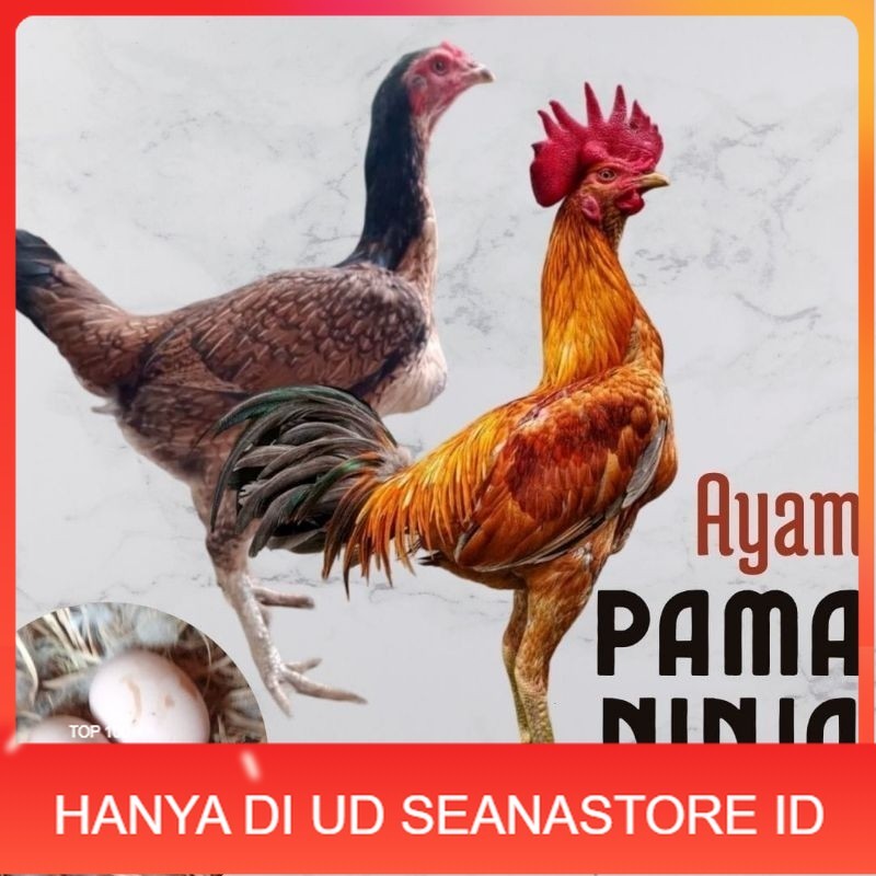 

telur ayam pama ninja original untuk di tetaskan UD SEANASTORE ID