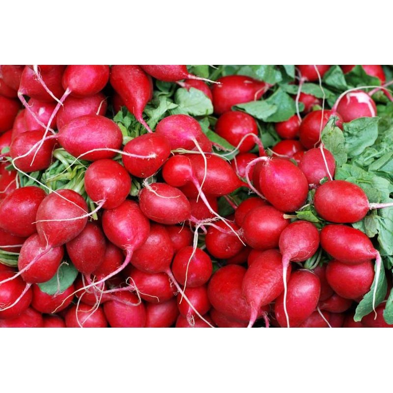 

Red Radish Lobak Merah