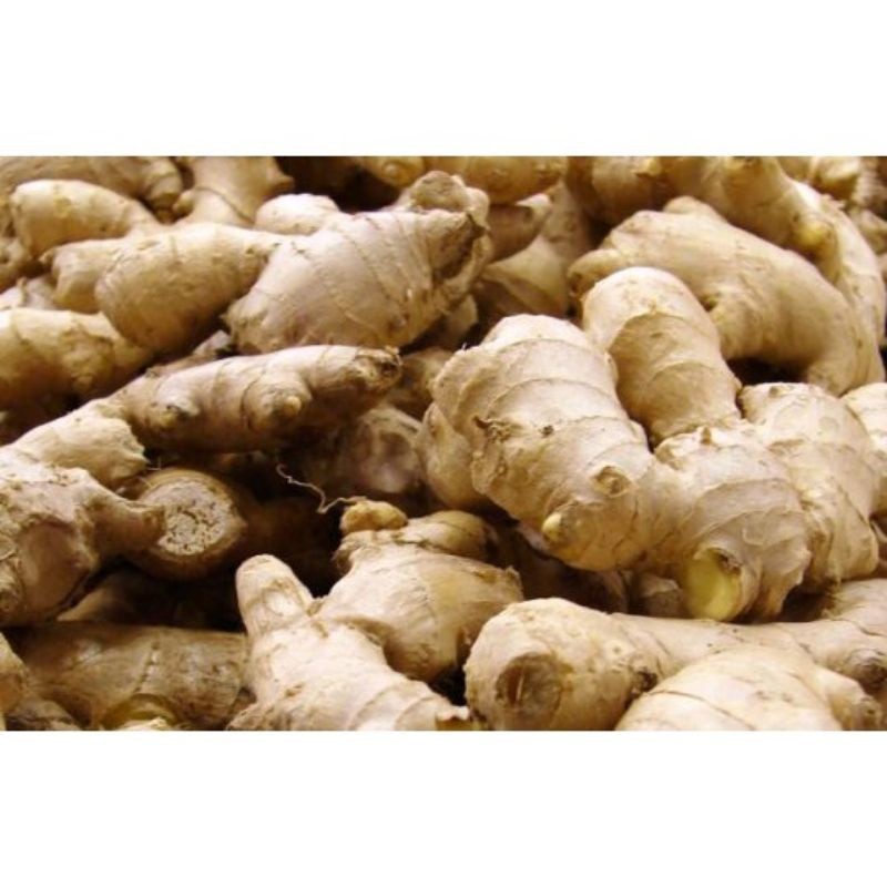 

JAHE GAJAH / JAHE PUTIH / JAHE BESAR 1 KG jahe putih AM