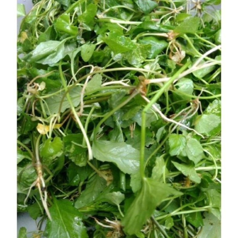 

COD 100gram Daun pegagan / antanan segar obat herbal ( bebas kimia ) AF