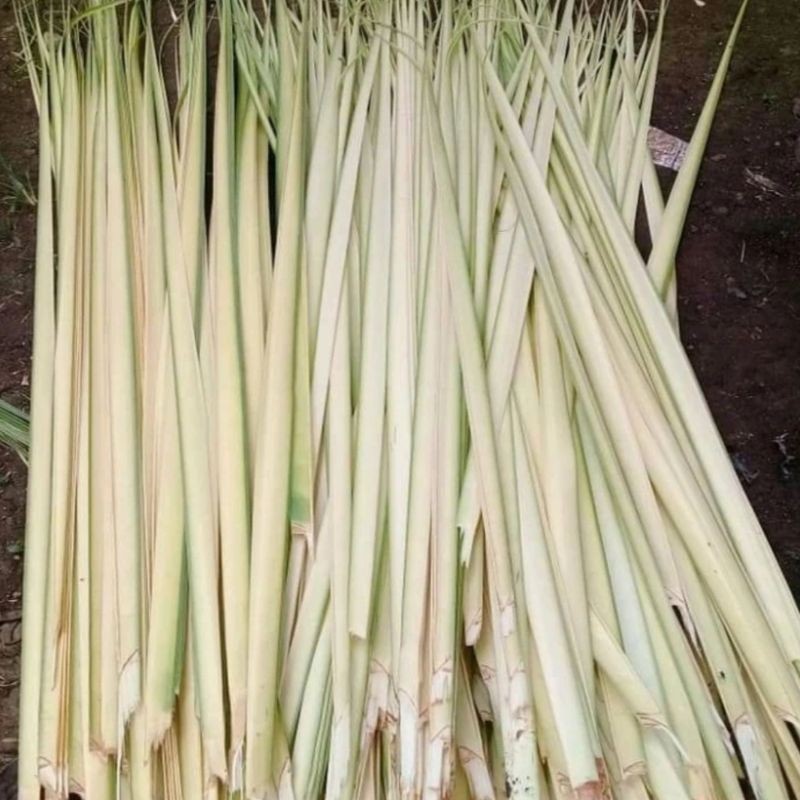 

COD Daun kelapa muda 1kg atou janur kuning AF