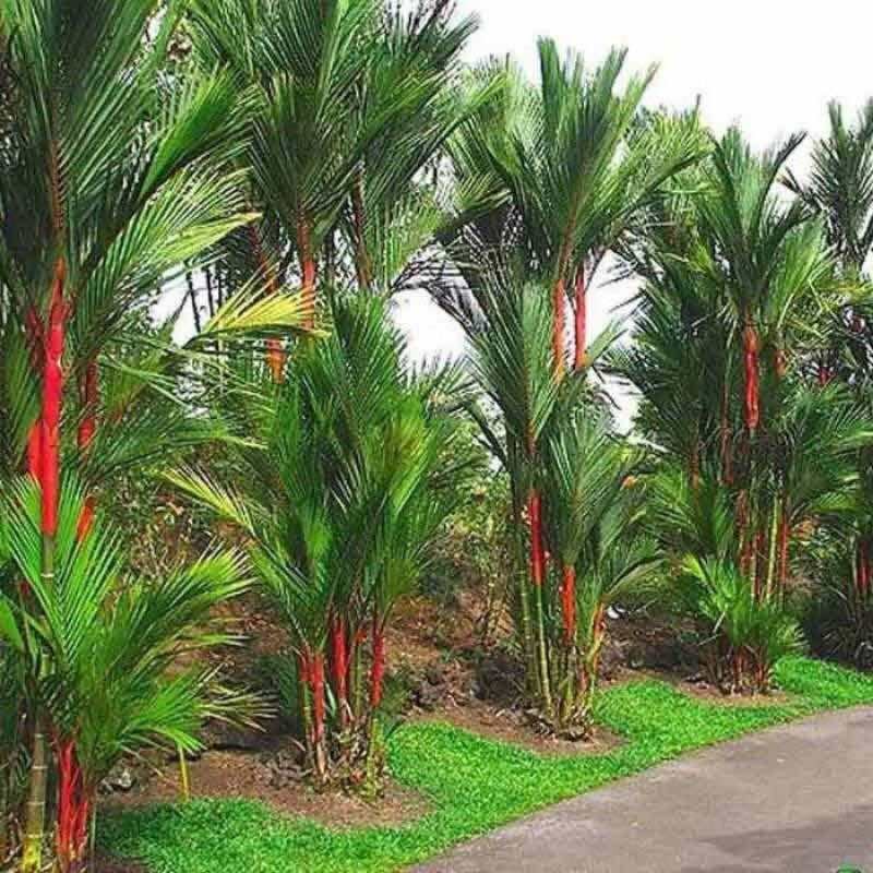 TANAMAN HIAS PALEM MERAH PALM MERAH ASLI