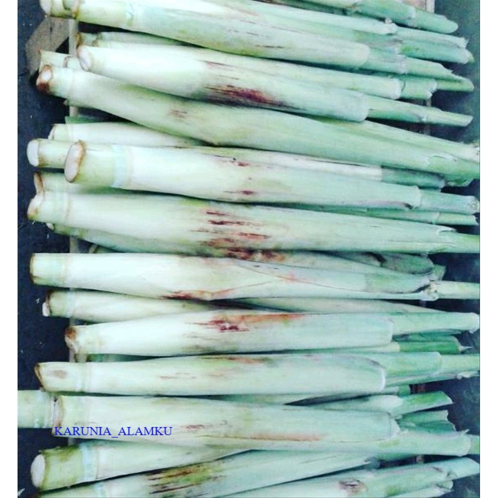 

Terubuk Trubuk Turubuk Endog Tiwu Bunga Telur Telor Tebu (minimal order 1kg) KARUNIA_ALAMKU