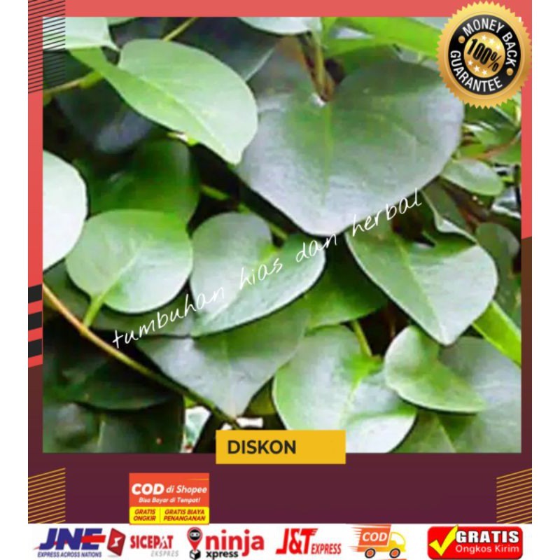 

1kg Daun binahong/binahong hijau/binahong merah/binahong segar(binahong asli tanpa pestisida)