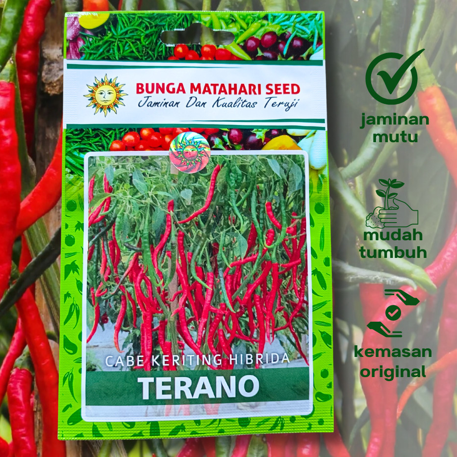 Benih SP Cabe Keriting Hibrida F1 TERANO isi 80 Biji Bibit Cap Bunga Matahari Seed Small Pouch