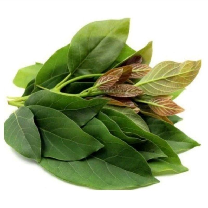 

Daun Alpukat Segar 100 Lembar Obat Herbal Tradisional YL