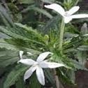 

daun kitilod jangar segar[murah]