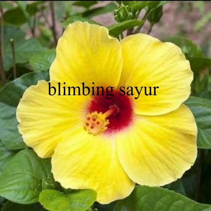 Tanaman Hias Pohon Kembang Sepatu Bunga kuning / Kembang Sepatu