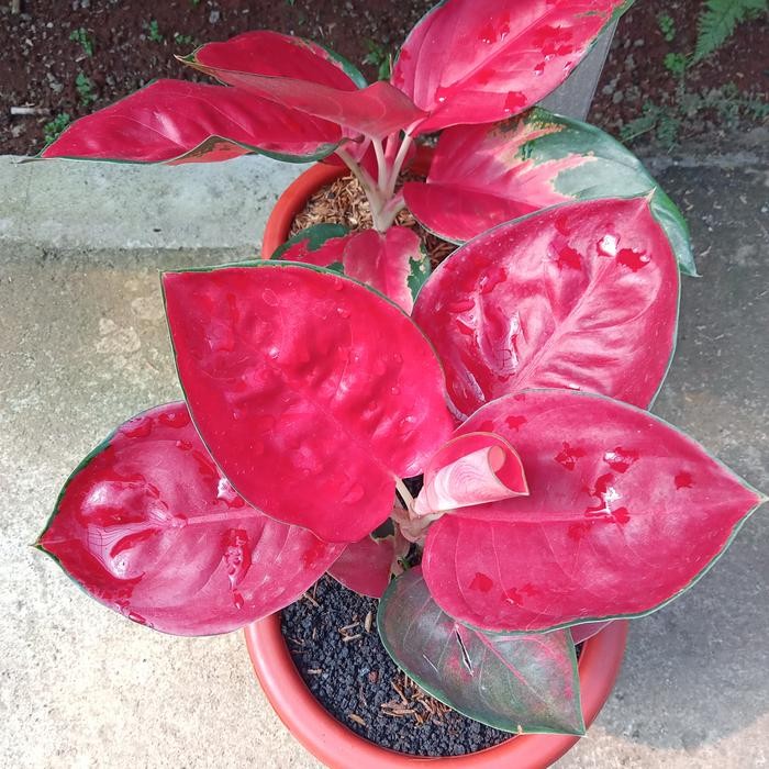 aglonema Suksom jaipong dewasa