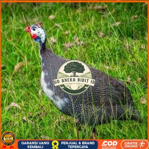 

Telur ayam mutiara / telur ayam hias / telur fertil siap cod UD ANEKA BIBIT ID