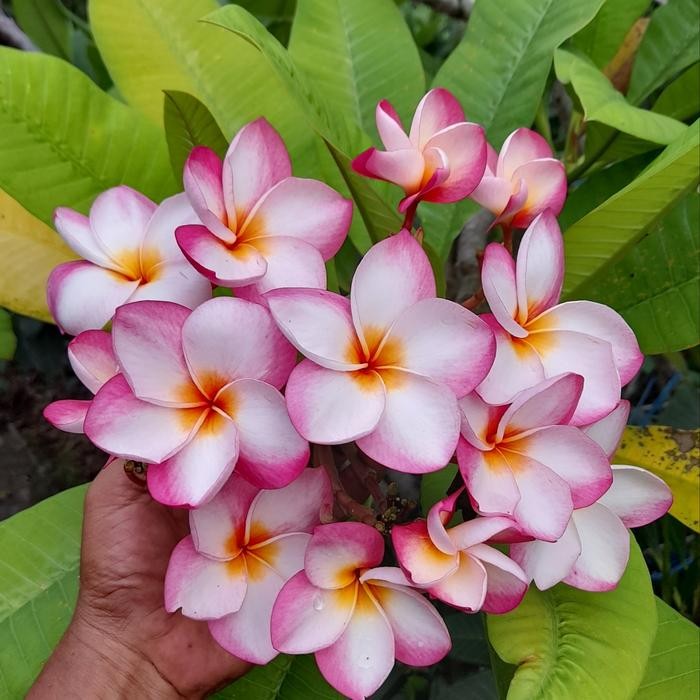 Bibit stek Bunga Kamboja/ Plumeria Varigated Gold