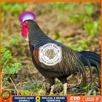 

Telur ayam hutan x jawa / telur ayam hias / telur fertil siap tetas UD GHANIYY BIBIT ID