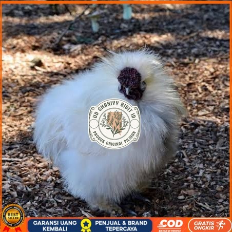 

Telur ayam kapas / telur ayam hias / telur fertil siap cod UD GHANIYY BIBIT ID