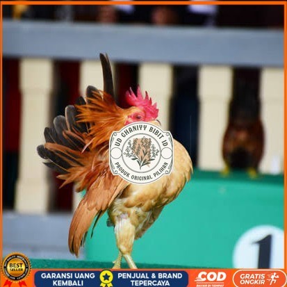 

Telur ayam serama kate lokal telur ayam hias telur fertil siap tetas UD GHANIYY BIBIT ID